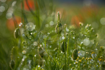 Klatschmohn