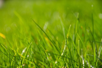 Grass meadow closeup