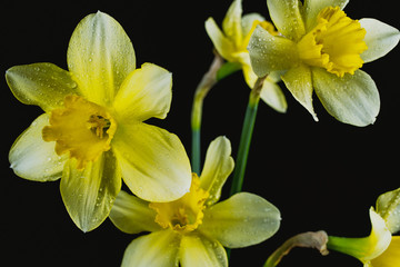 Naklejka na ściany i meble Narcissus flowers on black and colored backgrounds with water drops and particles