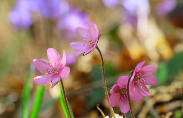 leberblümchen