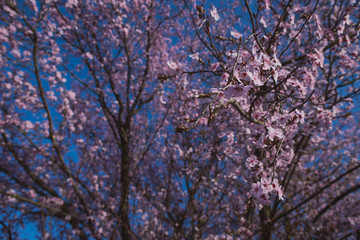 Obraz premium Spring flowering of peach , apricot and other fruit trees, Macro photos of flowers on a tree with natural light