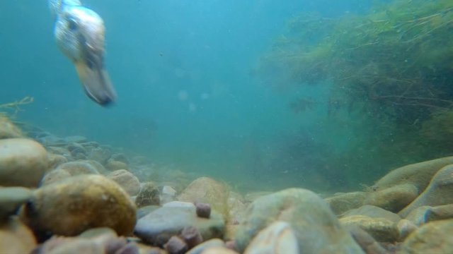 Wild duck mallard (Anas platyrhynchos) feeding underwater