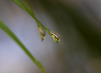 water drops on leaf