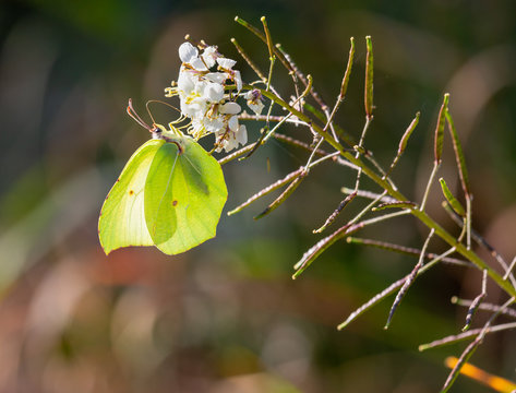 Macrophotographie de fleur sauvage - 
