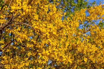 Yellows, bright forsythia flowers. Golden Bell, Border Forsythia (Forsythia x intermedia, europaea) blooming in spring garden bush.