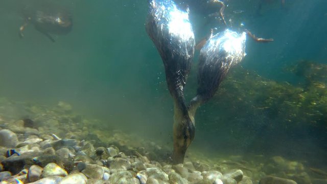 Wild duck mallard feeding underwater
