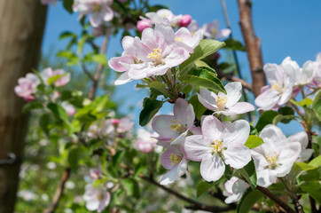 Fototapeta premium blooming apple tree in spring