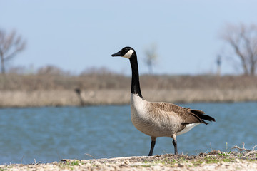 Elegant Canada Goose standing on lake shore