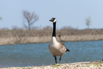 Elegant Canada Goose walking on lake shore