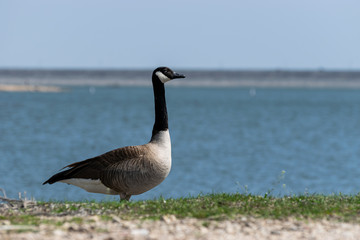 Elegant Canada Goose by lake with dam in background