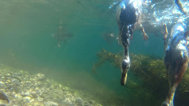 Wild duck mallard (Anas platyrhynchos) feeding underwater