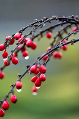 Fototapeta na wymiar Red berries photographed after a rain fall in the Botanical Gardens, Gotheburg, Sweden.