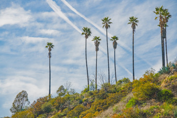 California landscape. Palm trees and beautiful sky background. View from Hollywood Hills
