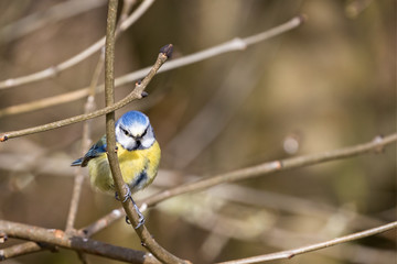 Close up of a Blue Tit perched on a branch against a diffuse background