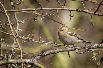 Close up of a female Chaffinch perched on a branch against a diffuse background