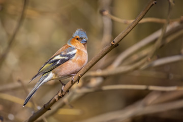 Close up of a male Chaffinch perched on a branch against a diffuse background
