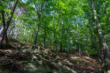Stone steps in the woods up to the mountain Lilienstein in Saxon Switzerland
