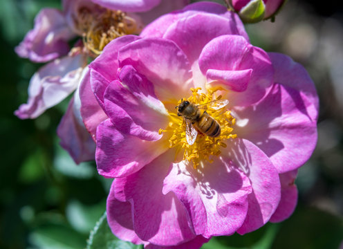 Close-up of  Honey Bee Collecting Pollen on Pink Rose