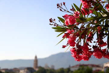 Pink nerium flowers and Saint Domnius bell tower, landmark in Split, Croatia, in the background. Selective focus.