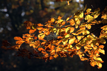 Herbstlaub in der Sonne