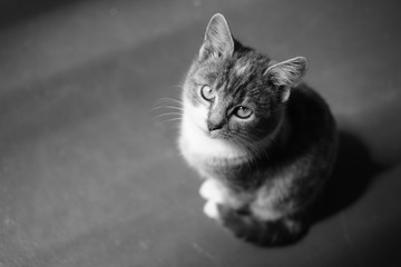 Lovely cat sitting on the floor. Kitten portrait indoor.