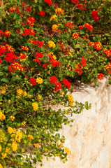 Lantana is a genus of about 150 species of perennial flowering plants in the verbena family, Verbenaceae.