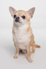 cute dog chihuahua cobby on white background