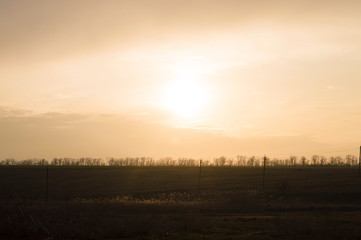 bare trees against the sky