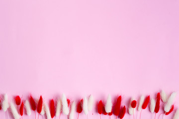Festive corner frame with dry soft autumn red and white flowers Lagurus Ovatus grass on a pink background.