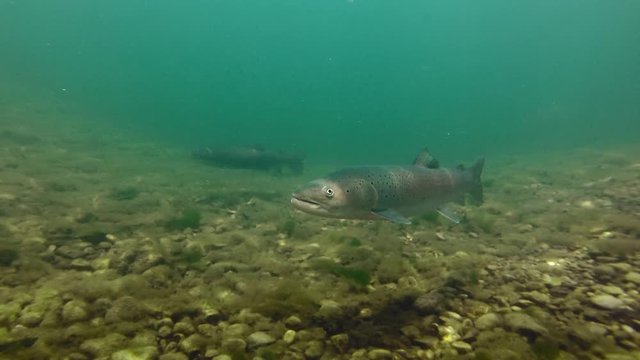 Huchen Danube salmon (Hucho hucho) swimming at the river bottom