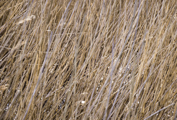 Dry grass background