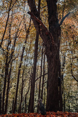 Fototapeta premium trees in the forest