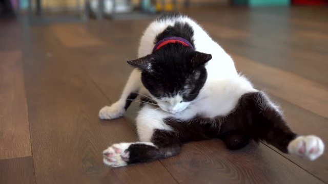 A spotted cat sits on the floor and licks. Black and white cat licks and looks at the camera.