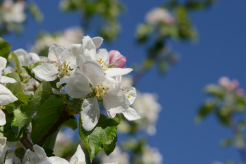 Frühling 499