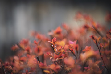 Purple plant vintage rendering with helios lens