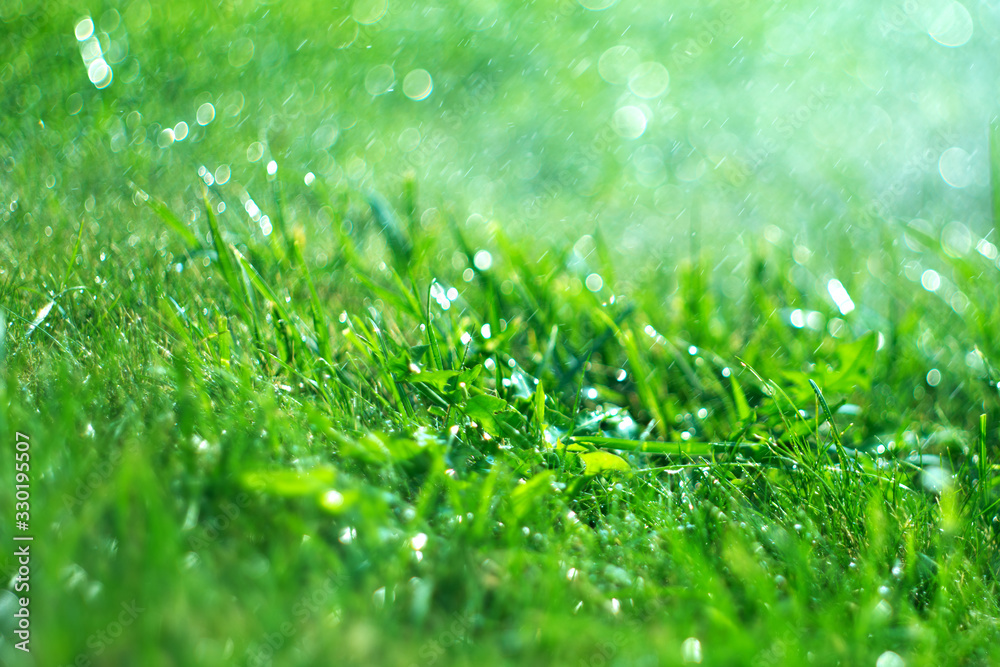 Canvas Prints Grass with rain drops. Watering lawn. Rain. Blurred Grass Background With Water Drops closeup. Nature. Garden, gardening backdrop. Environment concept