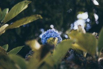 blue flower