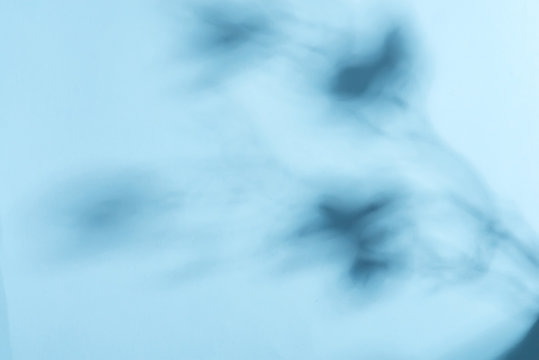 Decorative corner frame with soft shadows from twig of exoptic orchid flower on a pastel blue background. Greeting card.