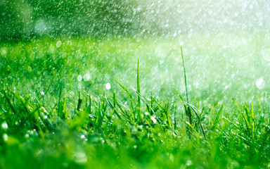 Grass with rain drops. Watering lawn. Rain. Blurred Grass Background With Water Drops closeup....