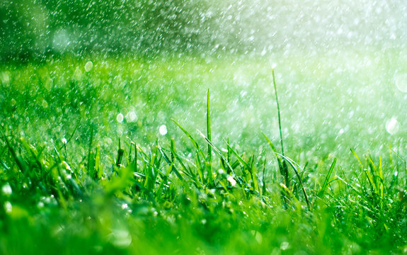 Grass with rain drops. Watering lawn. Rain. Blurred Grass Background With Water Drops closeup. Nature. Environment concept