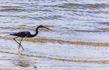 Tri-colored heron on the coast of Tampa Bay