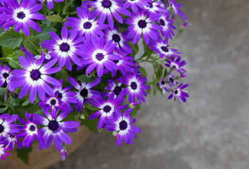 Obraz premium Potted blue Pericallis hybrida or cineraria, florist's cineraria or common ragwort flowering plant from the genus Senecio at the greek garden shop in spring.