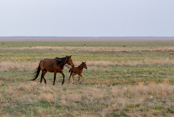 A brown horse and foal run across the steppe of Kazakhstan.