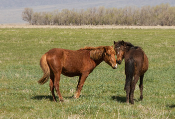Fototapeta premium A pair of horses close-up on a green meadow. Development of a relationship.