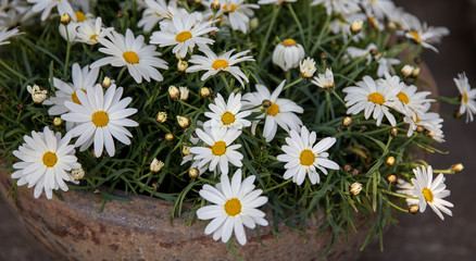 Obraz premium Beautiful bright bouquet of chrysanthemum daisies flowers in a ceramic pot at the garden shop in spring, view from above.