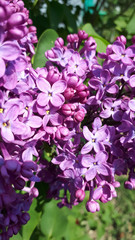 Purple lilac blooms. Lilac flowers