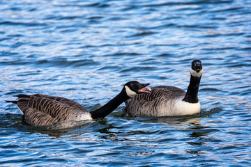 Close up of pair of Canada Geese swimming on lake - aggresive honking display