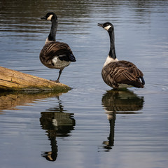 Pair of Canada Geese on lake - symmetrical view with matching reflections
