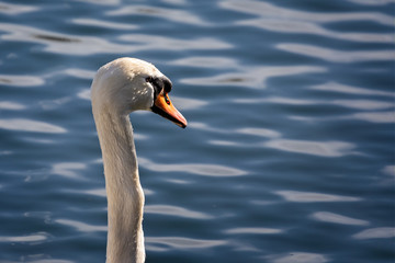 Close up of Mute Swan's head and neck against lake background