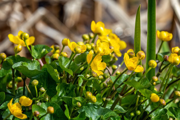 Close up of bright yellow marsh marigolds growing on side of lake in Wiltshire, UK